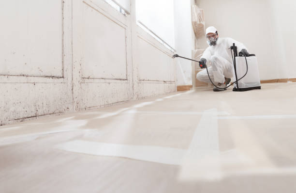 Black mold remediation team in Gainesville